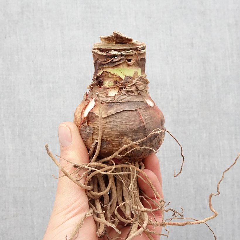 Spécimen de Amaryllis double Elvas tel que livré au printemps