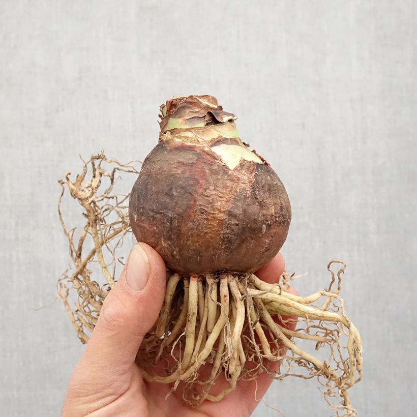 Spécimen de Amaryllis double Marilyn Bulbe calibre 30/32, extra tel que livré au printemps