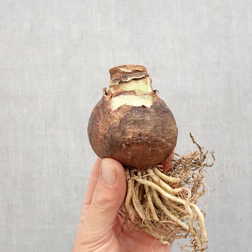 Spécimen de Amaryllis Flaming Striped Bulbe calibre 40+ tel que livré au printemps