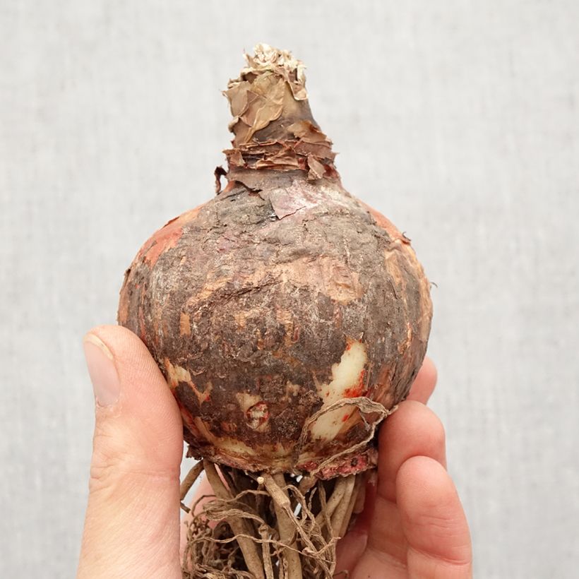 Spécimen de Amaryllis Lima Bulbe calibre 32+, Extra tel que livré au printemps