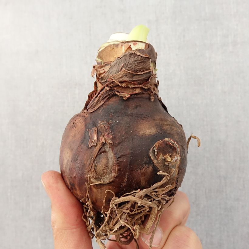 Spécimen de Amaryllis Minerva Bulbe calibre 30/32 tel que livré au printemps