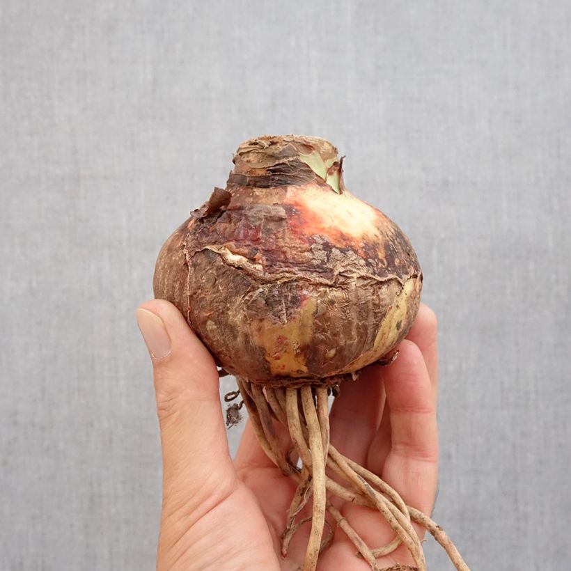 Spécimen de Amaryllis Pink Surprise Bulbe calibre 32/34, Extra tel que livré en automne