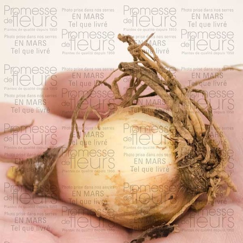 Exemple de spécimen de Amaryllis Pourpre Vallota - Cyrtanthus elatus Bulbe calibre 12+ tel que livré