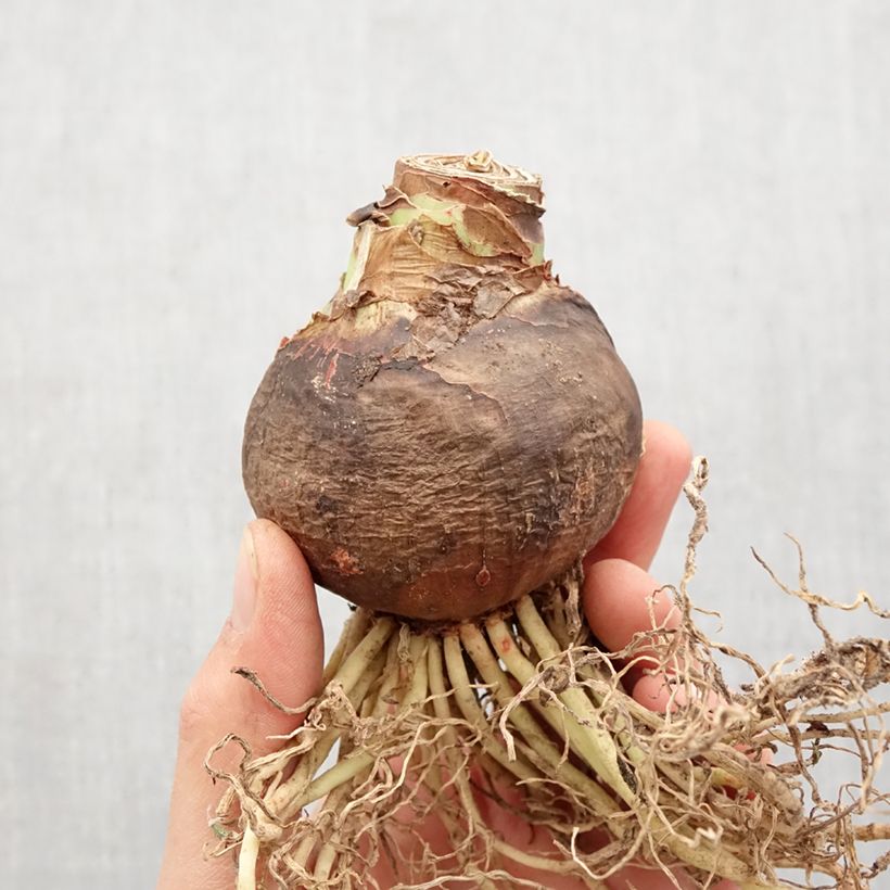 Spécimen de Amaryllis Samba Bulbe calibre 36+, Extra tel que livré au printemps