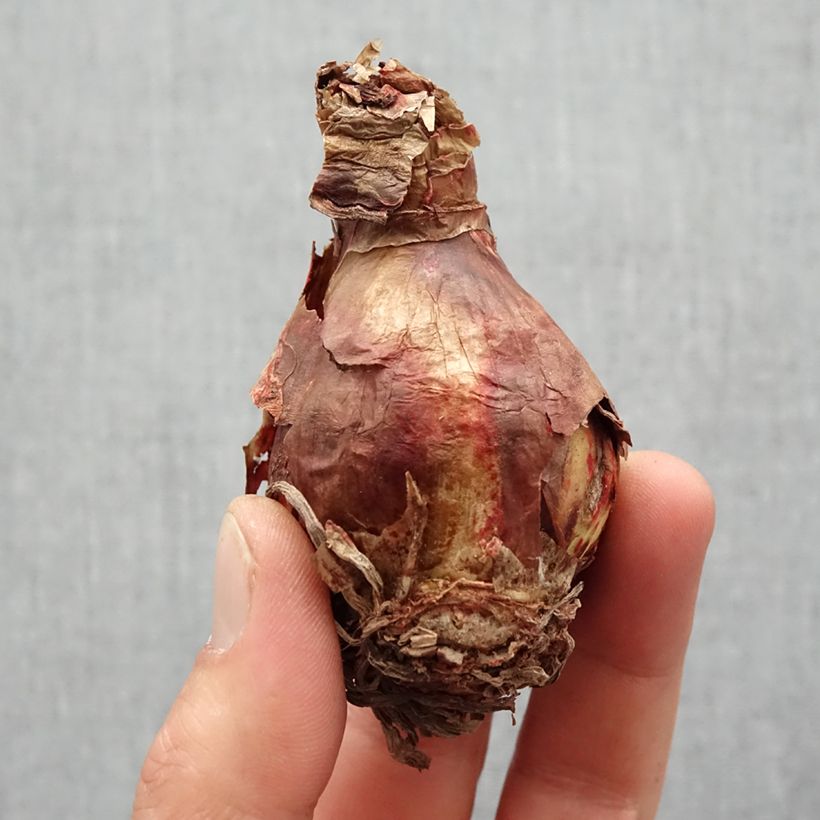 Spécimen de Amaryllis sonatini Marrakech - Hippeastrum de jardin Bulbe calibre 14/16 tel que livré au printemps