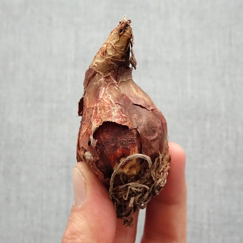 Spécimen de Amaryllis sonatini White Rascal - Hippeastrum de jardin Bulbe calibre 14/16 tel que livré au printemps