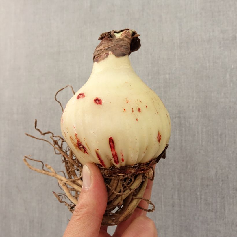 Spécimen de Amaryllis Sweet Lilian - Hippeastrum Bulbe calibre 24/26 tel que livré au printemps