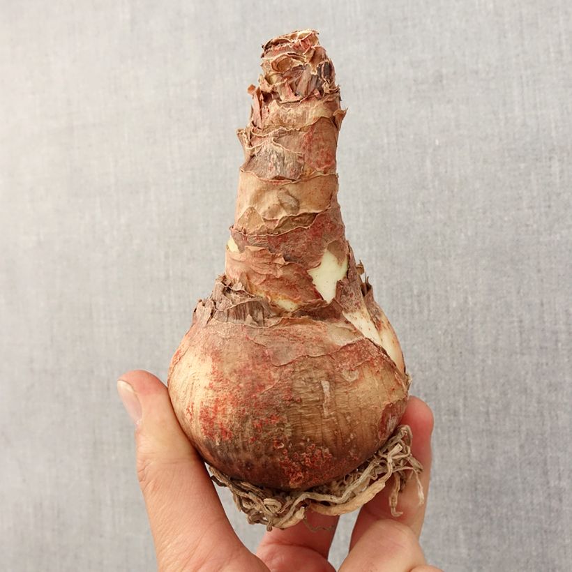 Spécimen de Amaryllis Terra Cotta Bulbe calibre 26/28 tel que livré au printemps