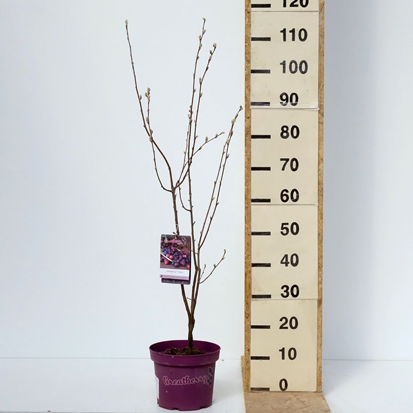 Example of Amelanchier alnifolia GreatBerry Farm Pot de 3L/4L as you get in printemps