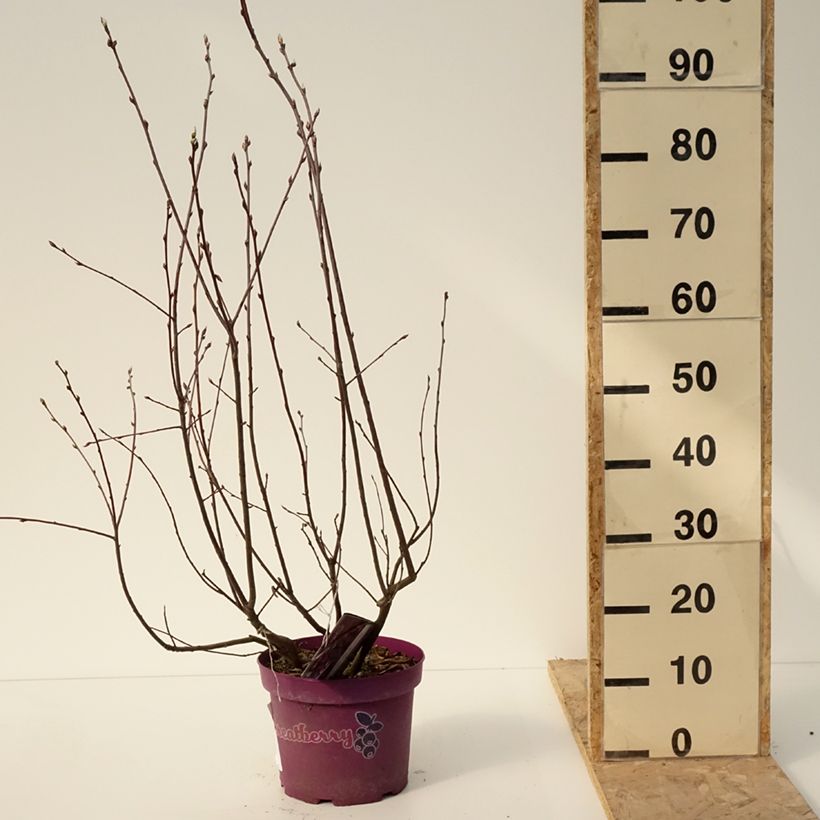 Spécimen de Amelanchier alnifolia GreatBerry Fruity Pot de 4L/5L tel que livré en hiver