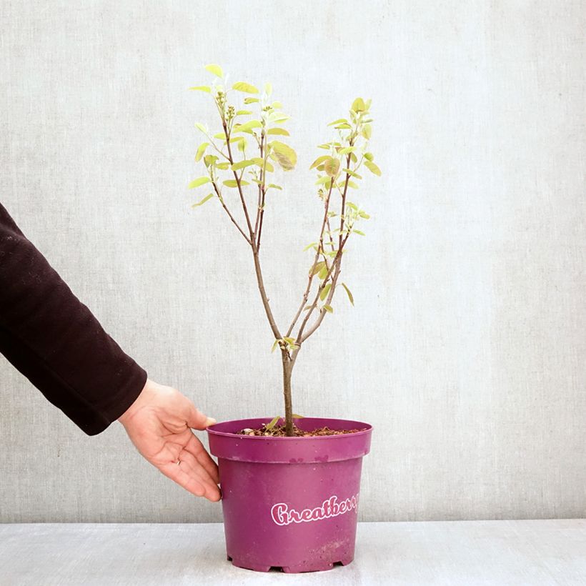 Spécimen de Amelanchier alnifolia GreatBerry Fruity Pot de 4L/5L tel que livré au printemps