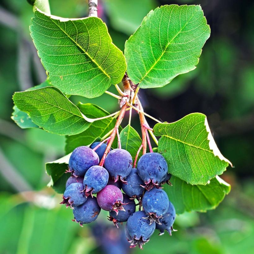 Amelanchier alnifolia Saskatoon Berry (Harvest)