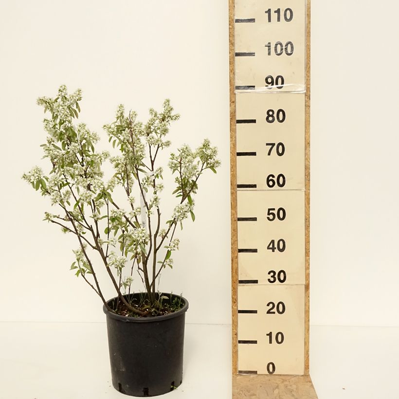 Example of Amelanchier alnifolia Saskatoon Berry Pot de 12L/15L as you get in printemps