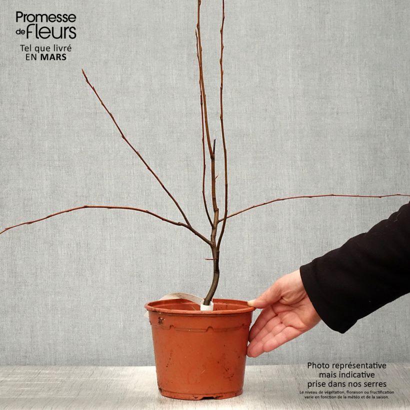 Spécimen de Amelanchier canadensis - Amélanchier du Canada Pot de 2L/3L tel que livré au printemps