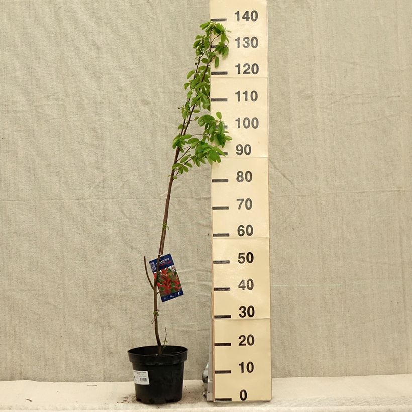 Example of Amelanchier canadensis October Flame - Amélanchier du Canada Pot de 4L/5L as you get in printemps