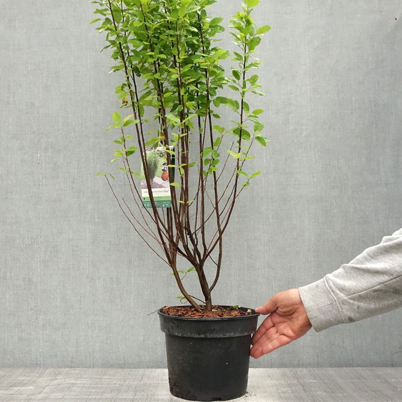 Example of Amelanchier canadensis Rainbow Pillar Pot de 4L/5L as you get in printemps