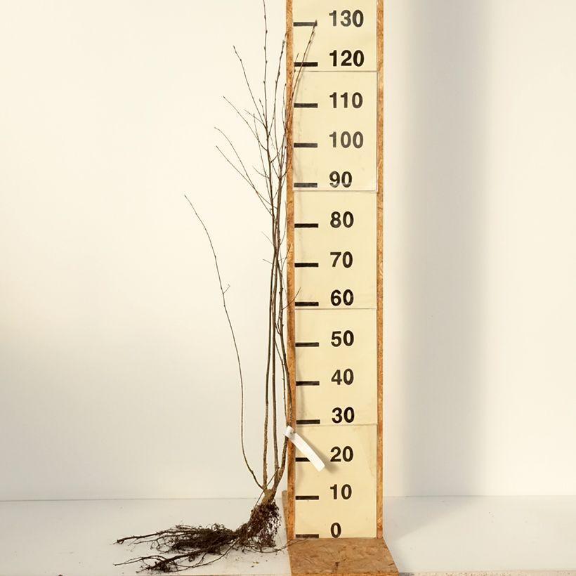 Example of Amélanchier en épis - Amelanchier spicata Racines nues as you get in hiver