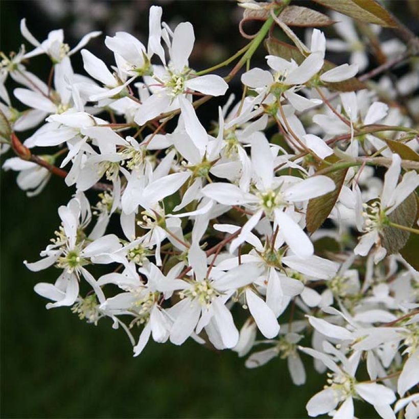 Amelanchier lamarckii - Amélanchier de Lamarck (Flowering)