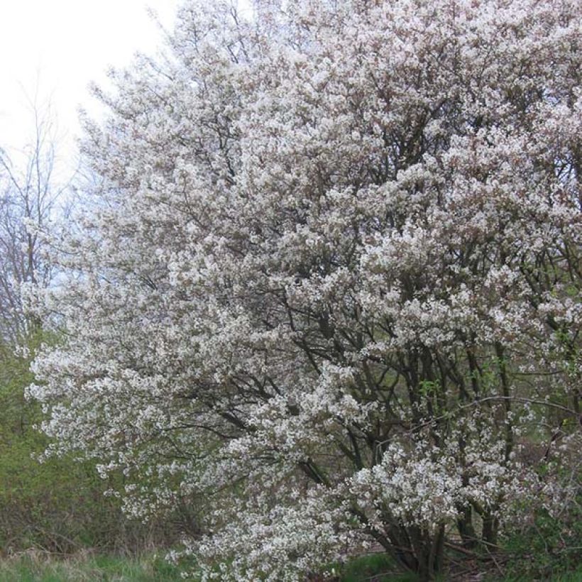 Amelanchier lamarckii - Amélanchier de Lamarck (Plant habit)