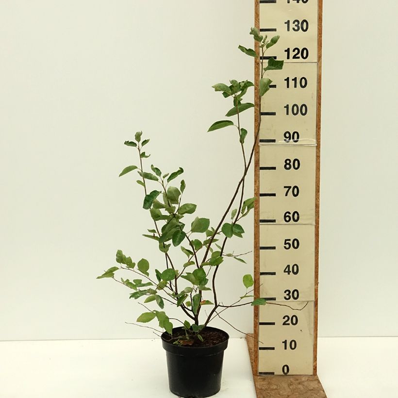 Spécimen de Amelanchier lamarckii - Amélanchier de Lamarck Pot de 7,5L/10L tel que livré en été