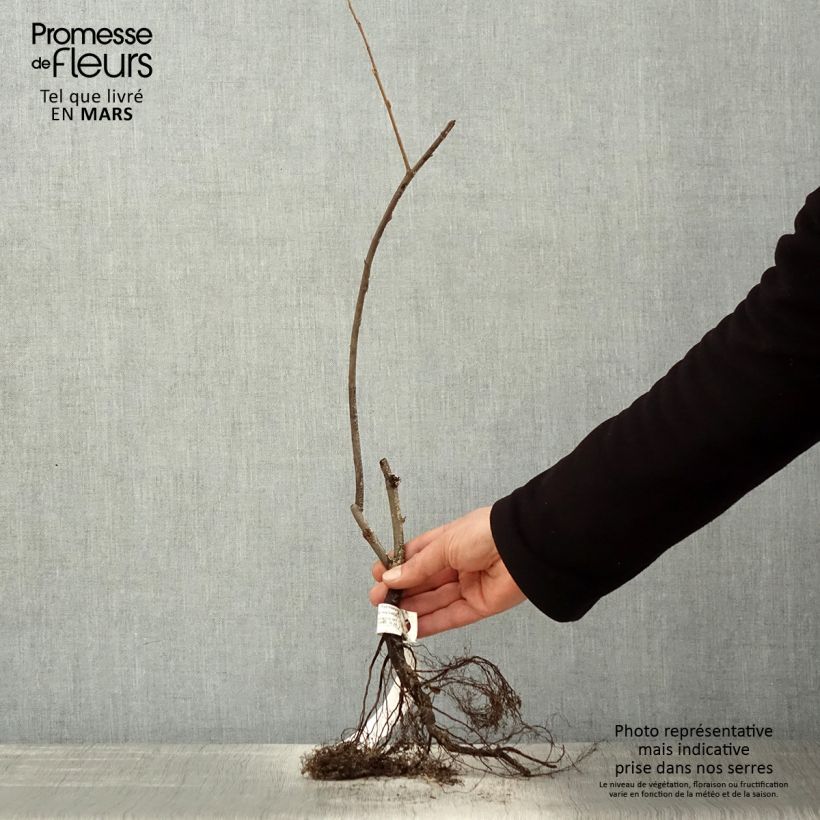 Example of Amelanchier lamarckii - Amélanchier de Lamarck Racines nues as you get in printemps