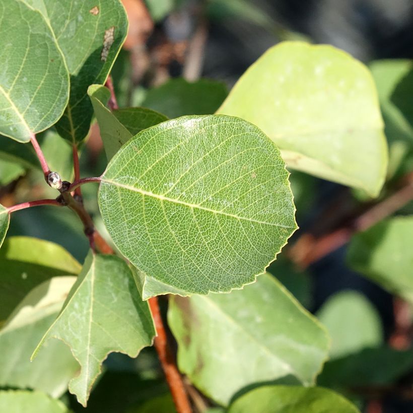 Amelanchier Smoky (Foliage)