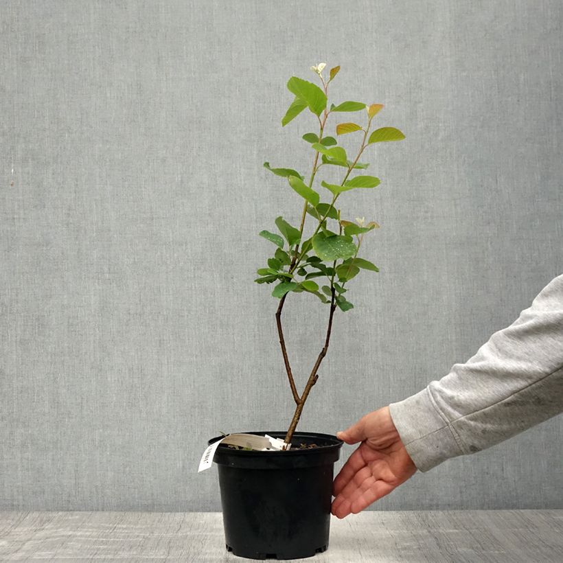 Example of Amelanchier Thiessen Pot de 2L/3L as you get in printemps