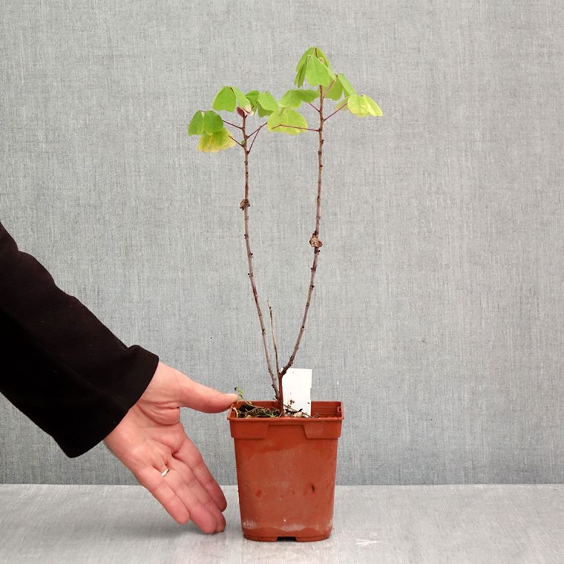 Spécimen de Amicia zygomeris - Amicie à fleurs jaunes. Pot de 1L/1,5L tel que livré en automne