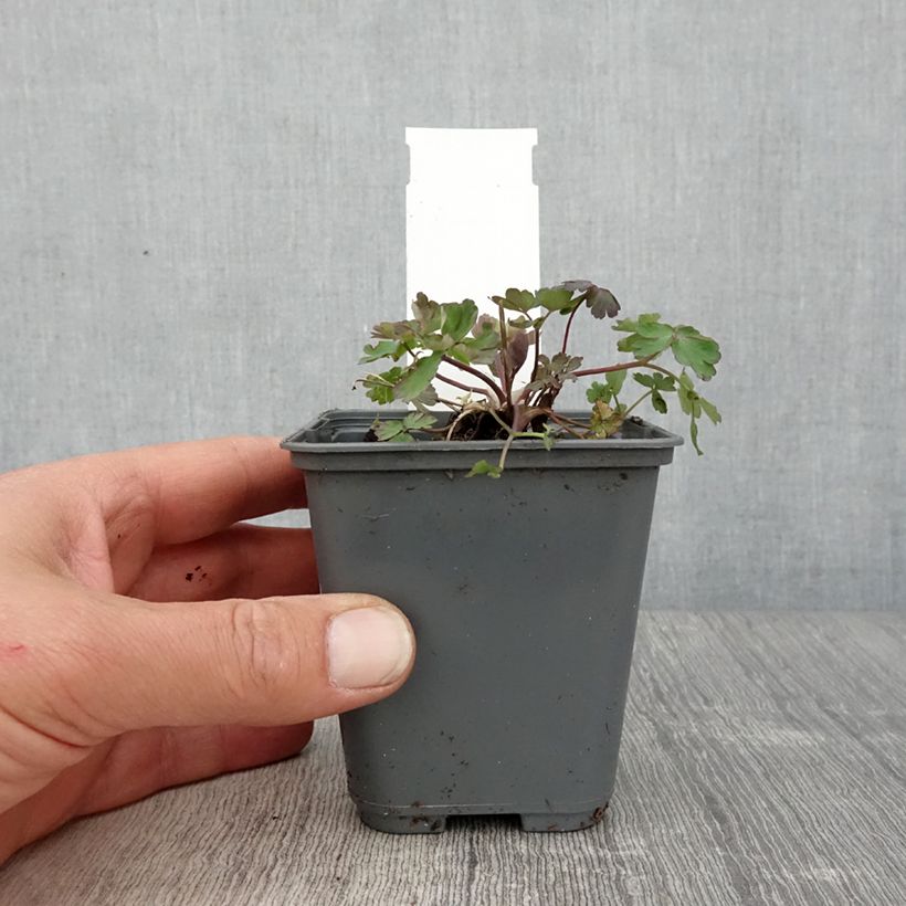 Example of Ancolie - Aquilegia caerulea Rose Queen Godet de 8/9 cm as you get in printemps