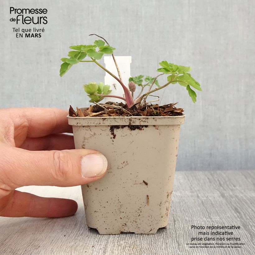 Spécimen de Ancolie Clementine Blue - Aquilegia vulgaris Godet de 8/9 cm tel que livré au printemps