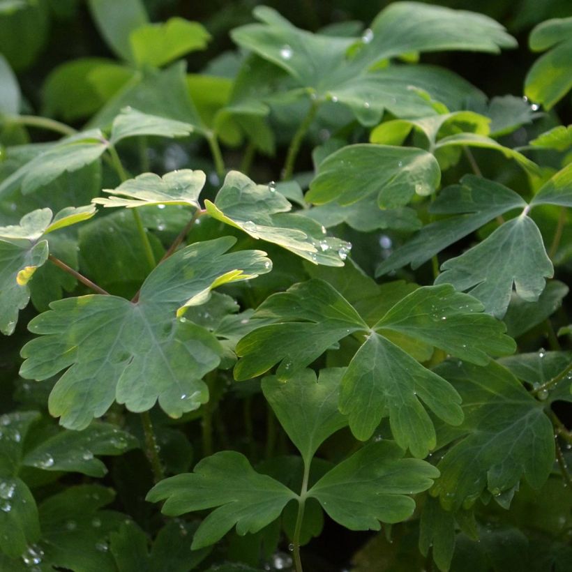 Ancolie Crimson Star (rouge et blanche) - Aquilegia vulgaris (Foliage)