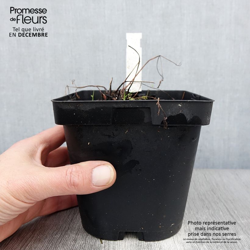 Spécimen de Ancolie des Alpes (bleu vif) - Aquilegia alpina Pot de 2L/3L tel que livré en automne