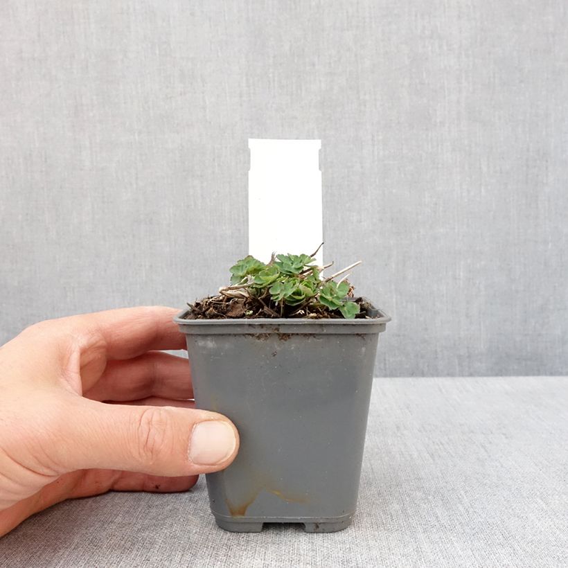 Spécimen de Ancolie Winky White and White - Aquilegia vulgaris Godet de 8/9 cm tel que livré au printemps