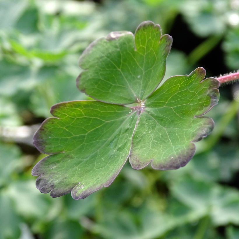 Ancolie Hybride Blue Barlow, Aquilegia Blue Barlow (Foliage)