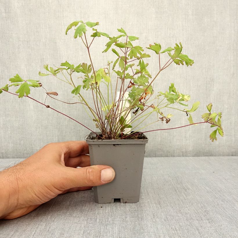Spécimen de Ancolie hybride Mac Kana - Aquilegia x hybrida Godet de 8/9 cm tel que livré en été