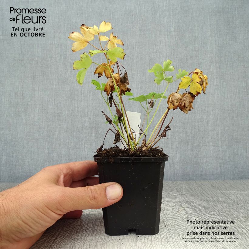 Spécimen de Ancolie Nora Barlow - Aquilegia vulgaris Godet de 8/9 cm tel que livré en automne