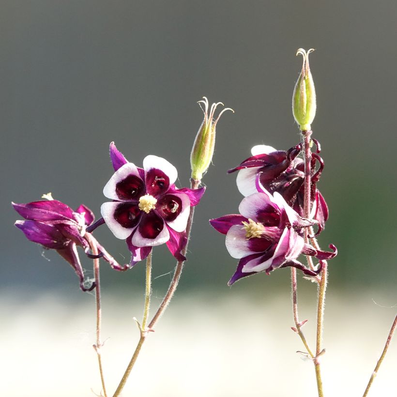Ancolie William Guiness - Aquilegia vulgaris William Guiness (Floraison)