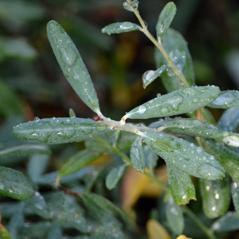 Andromède à feuilles de Polium - Andromeda polifolia Blue Ice (Foliage)