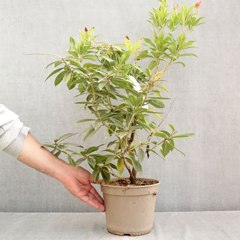 Spécimen de Andromède de Formose - Pieris formosa var. forrestii Pot de 4L/5L tel que livré en automne