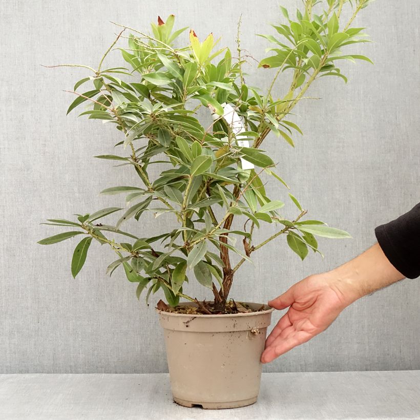 Spécimen de Andromède de Formose - Pieris formosa var. forrestii Pot de 4L/5L tel que livré en été