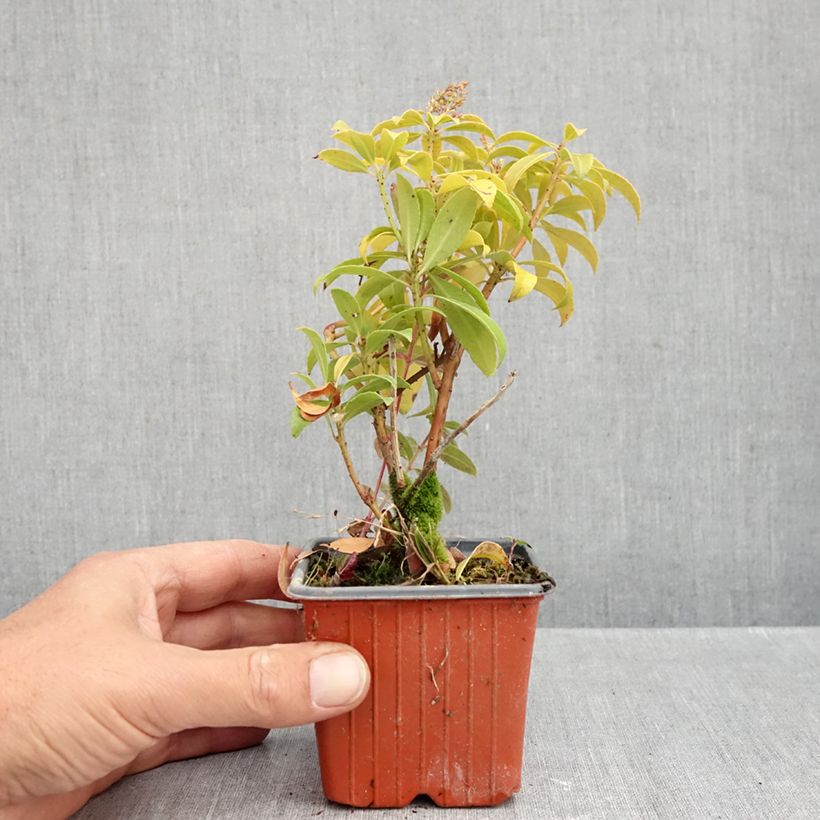 Spécimen de Andromède du Japon - Pieris Bonfire Godet de 8/9 cm tel que livré en automne