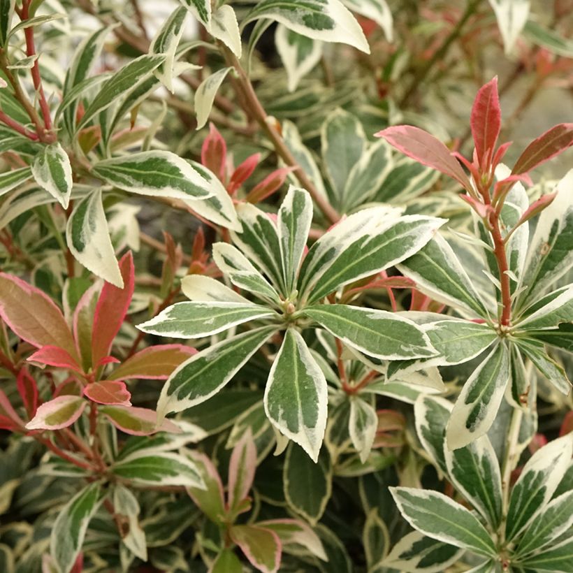 Andromède du Japon - Pieris japonica Little Frosty (Feuillage)