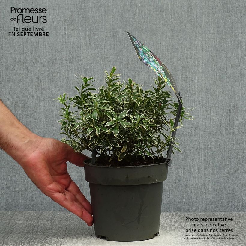 Spécimen de Andromède du Japon - Pieris japonica Little Frosty Pot de 2L/3L tel que livré en automne