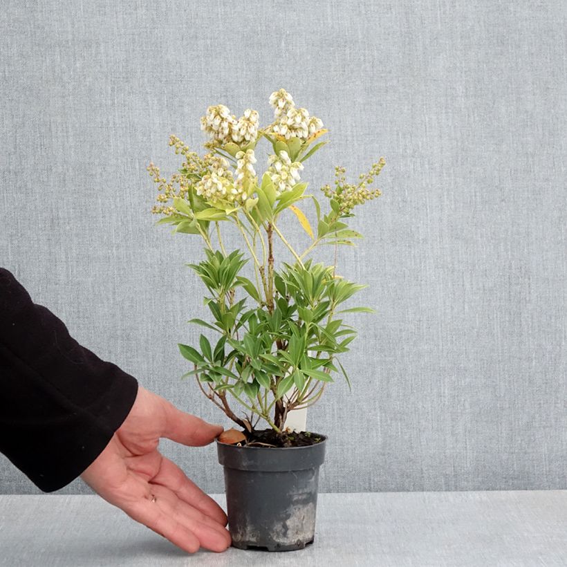 Example of Andromède du Japon - Pieris japonica Prelude Godet de 8/9 cm as you get in printemps