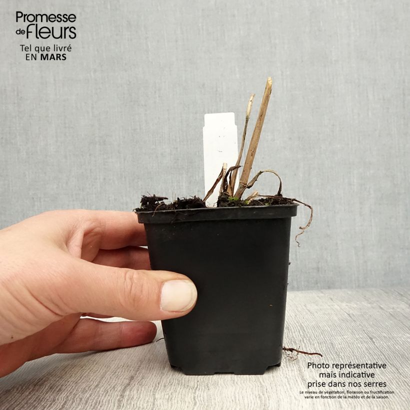 Example of Andropogon gerardii Prairie Sommer Godet de 8/9 cm as you get in printemps