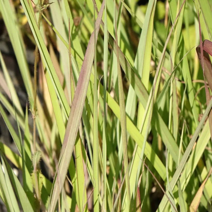 Andropogon gerardii Red October - Barbon de Gerard (Feuillage)