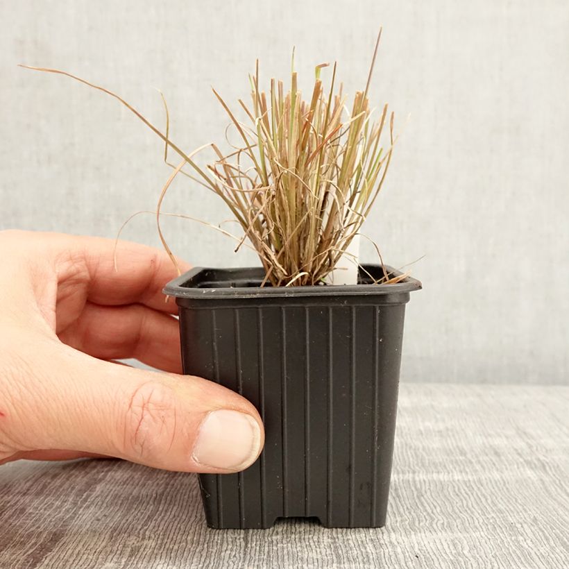 Example of Andropogon ternarius - Barbon fendu Godet de 8/9 cm as you get in printemps