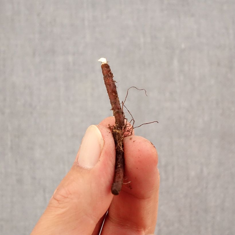 Spécimen de Anemone apennina Alba - Anémone des Apennins Bulbe calibre I tel que livré en automne