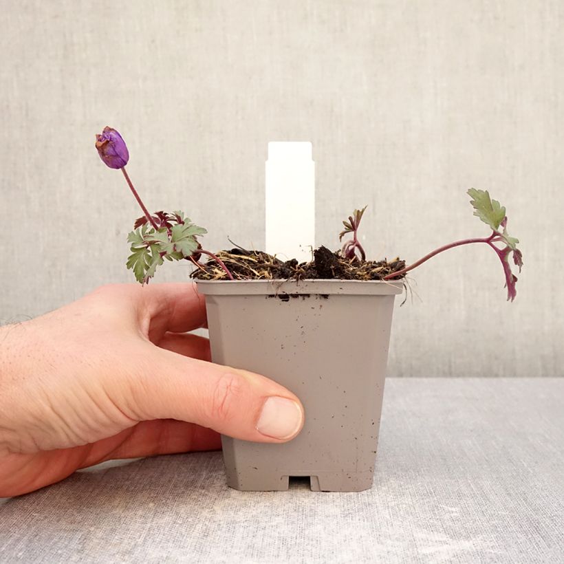 Spécimen de Anemone blanda Blue Shades Godet de 8/9 cm calibre 5+ tel que livré en hiver