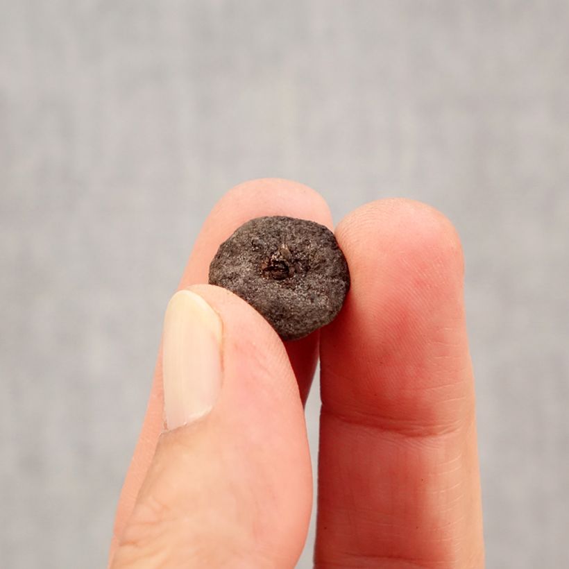 Example of Anemone blanda White Splendour Bulbe calibre 5 as you get in automne